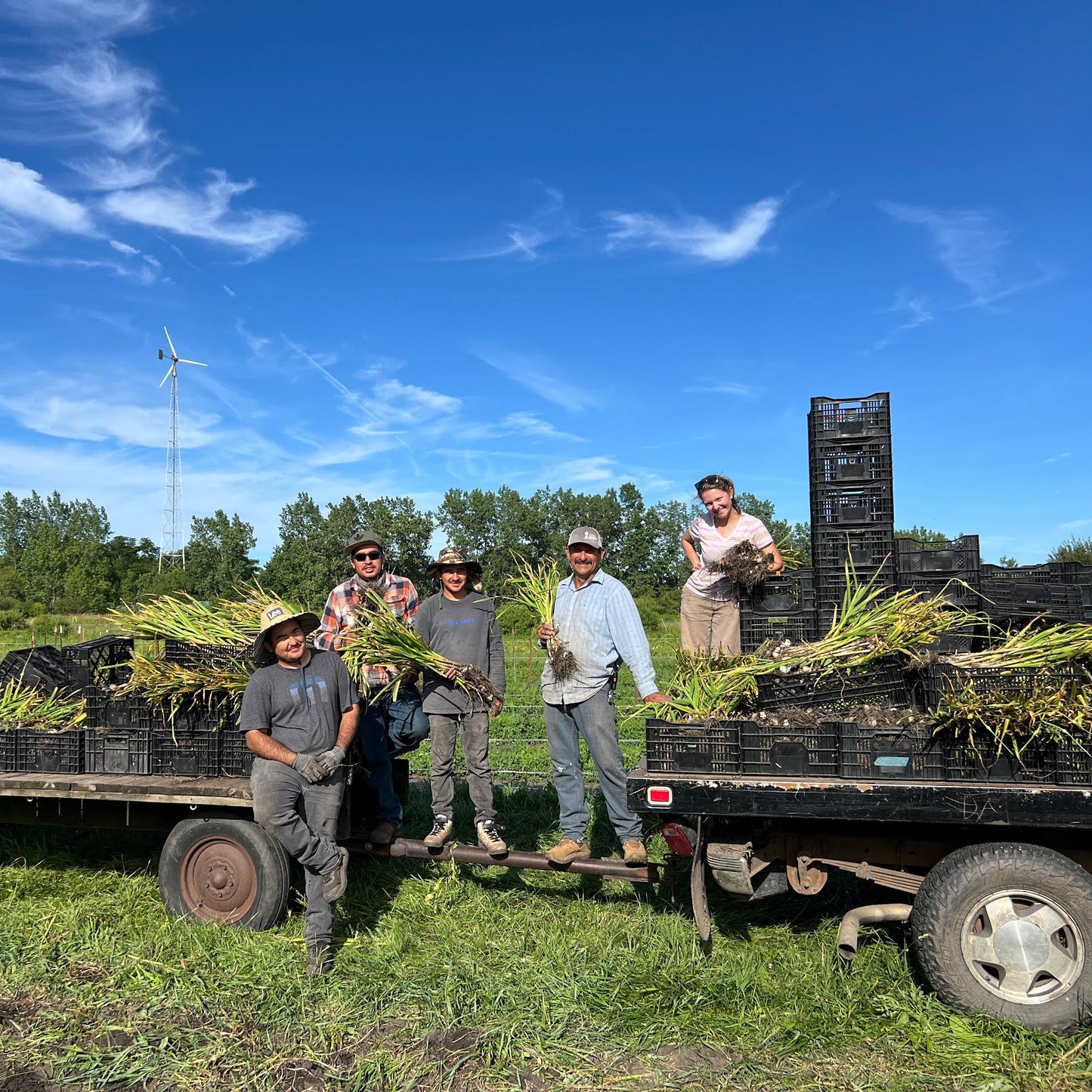 Summer Vegetables (2026)