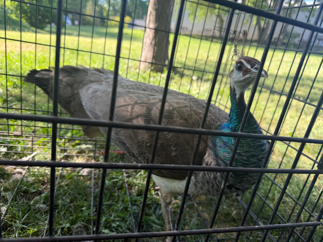 A New (and Very Large) Surprise at the Farm