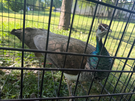 A New (and Very Large) Surprise at the Farm