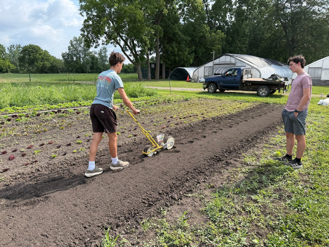 Late July Scenes From the Field