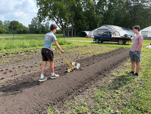 Late July Scenes From the Field