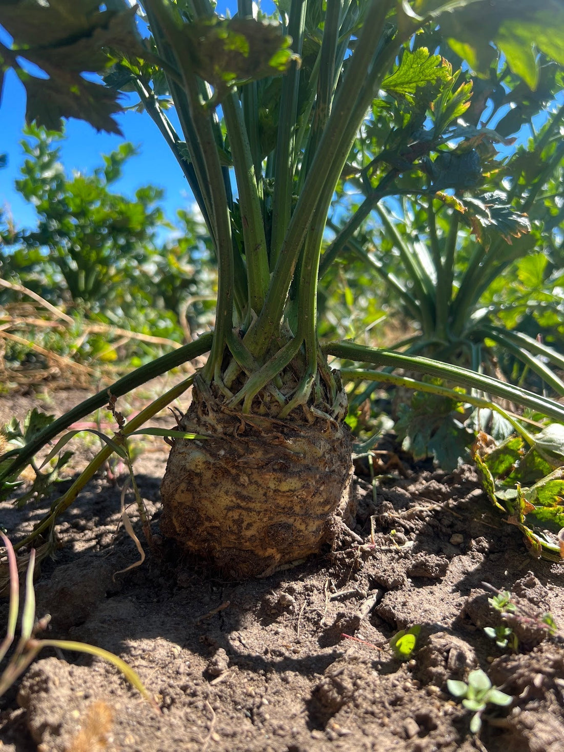 Back to Our Roots: Cooking With the Fall Harvest