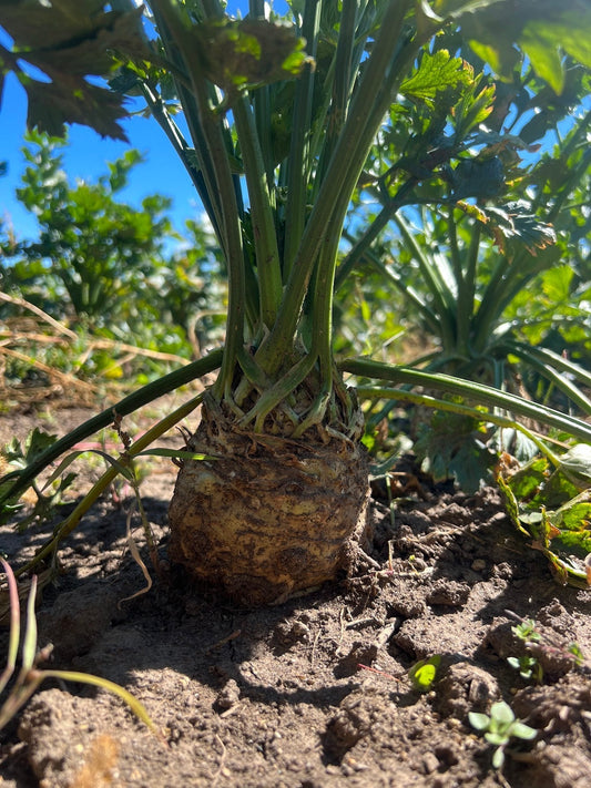Back to Our Roots: Cooking With the Fall Harvest