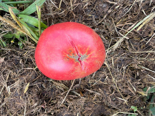 A Split Tomato