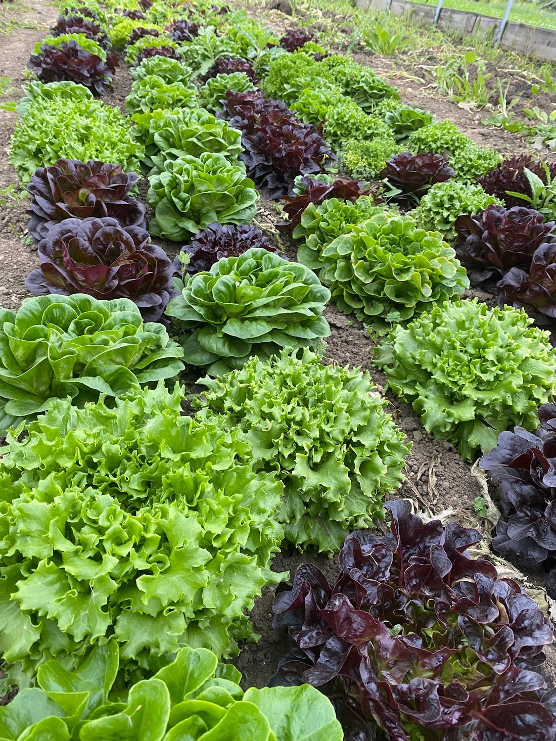 Local Food IS Food Safety