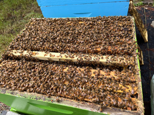 Farm Camp, Interns, and Summer School: The Farm Is Buzzing!
