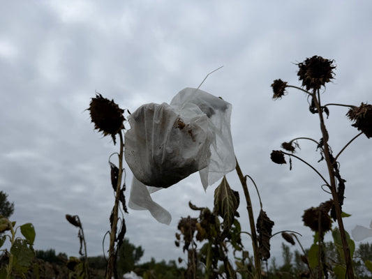 Ghosts in the Sunflowers