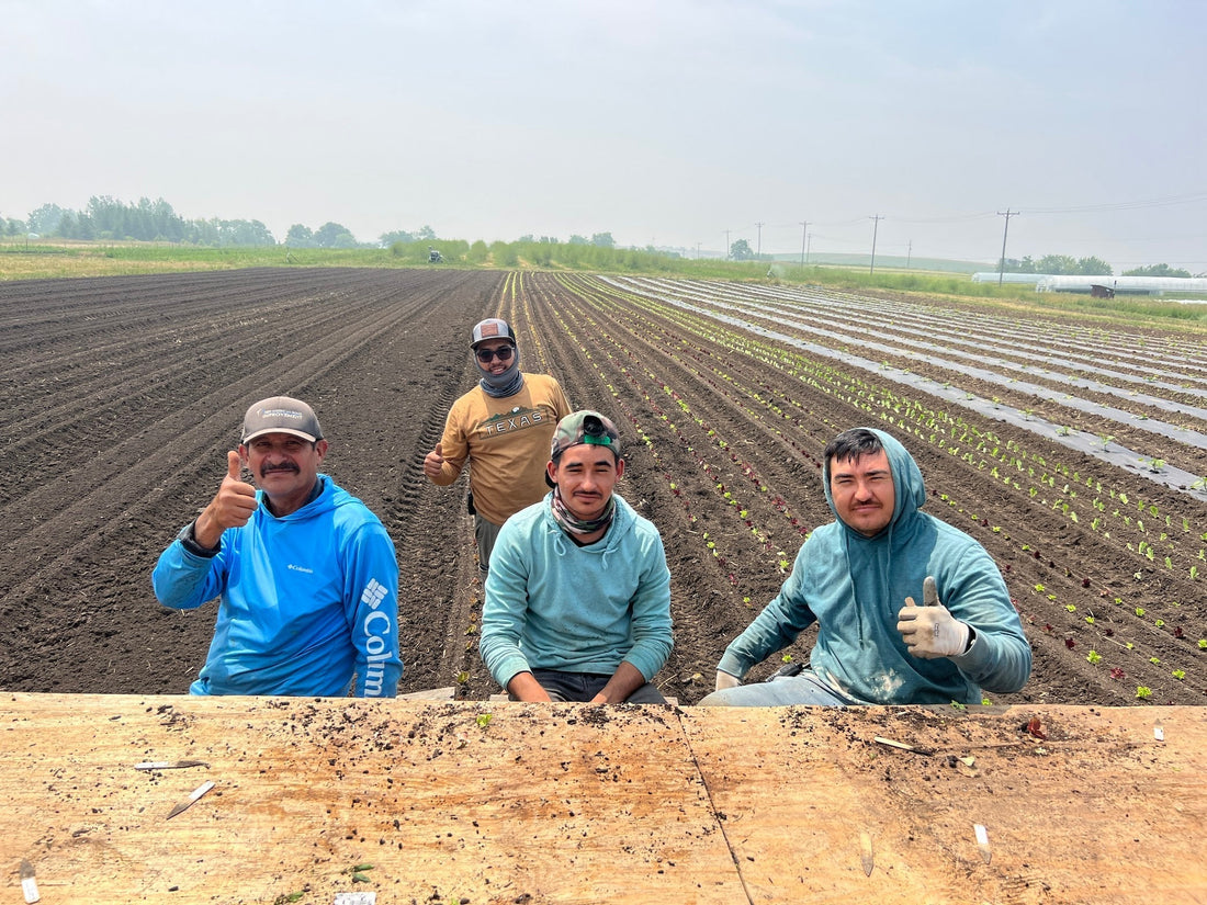 Anacleto, Cleto, David & Miguel, Farm Team