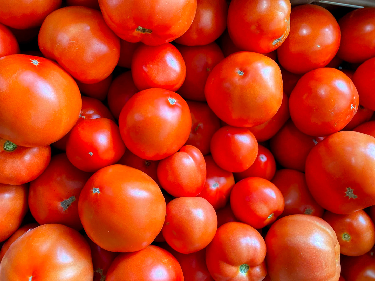 Organic Tomatoes