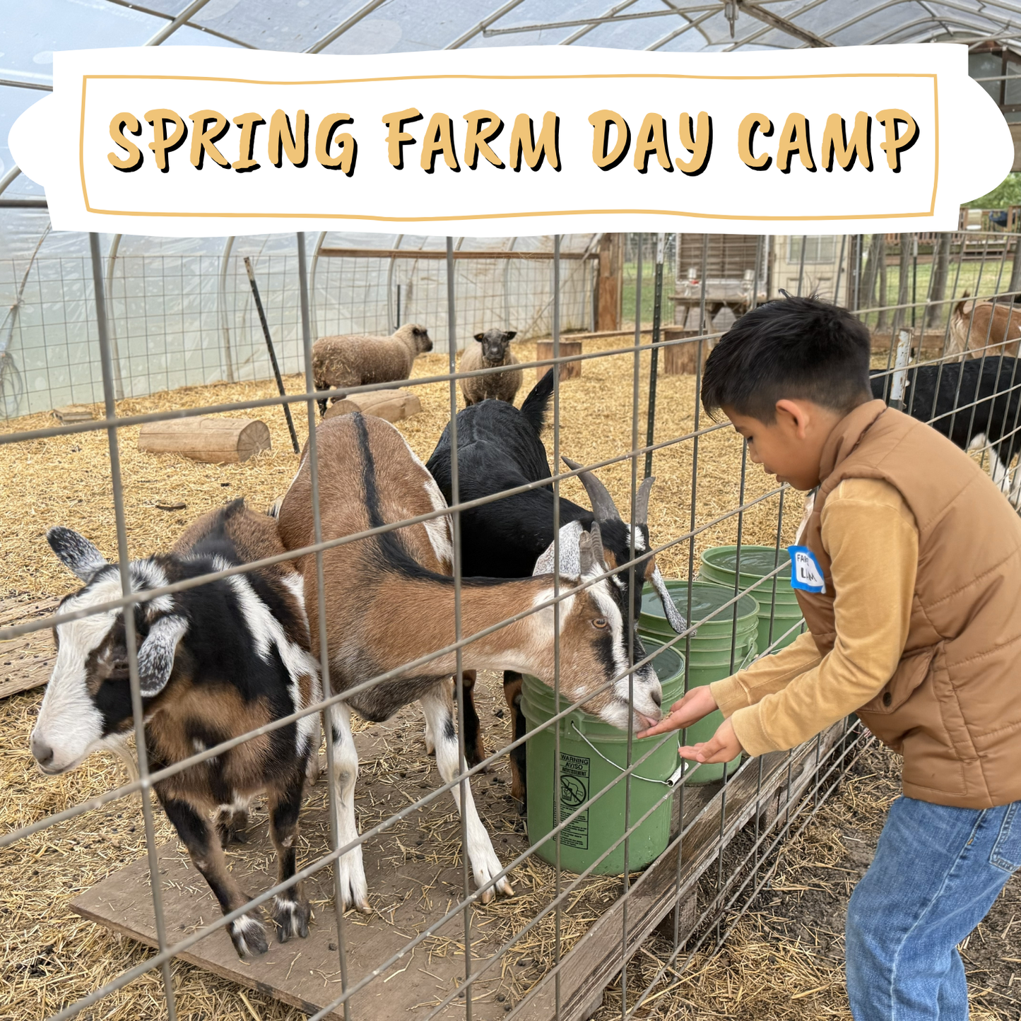 Spring Farm Day Camp