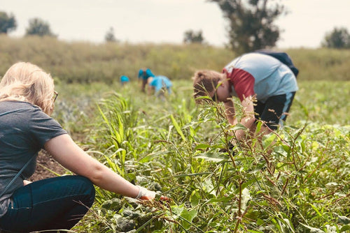 A group of people harvesting green plants in an outdoor field under a bright sky.