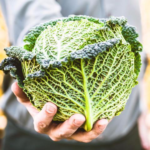 Fall Vegetables (2026)