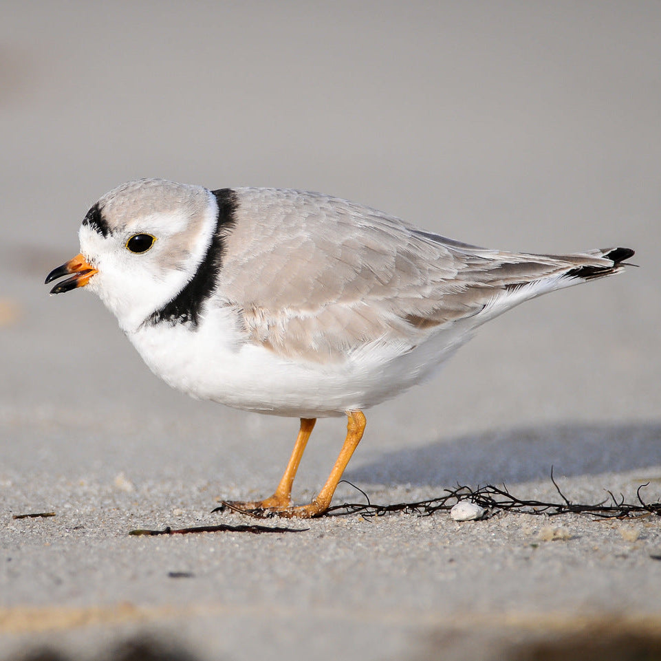 Piping Plover Felting Workshop | May 20