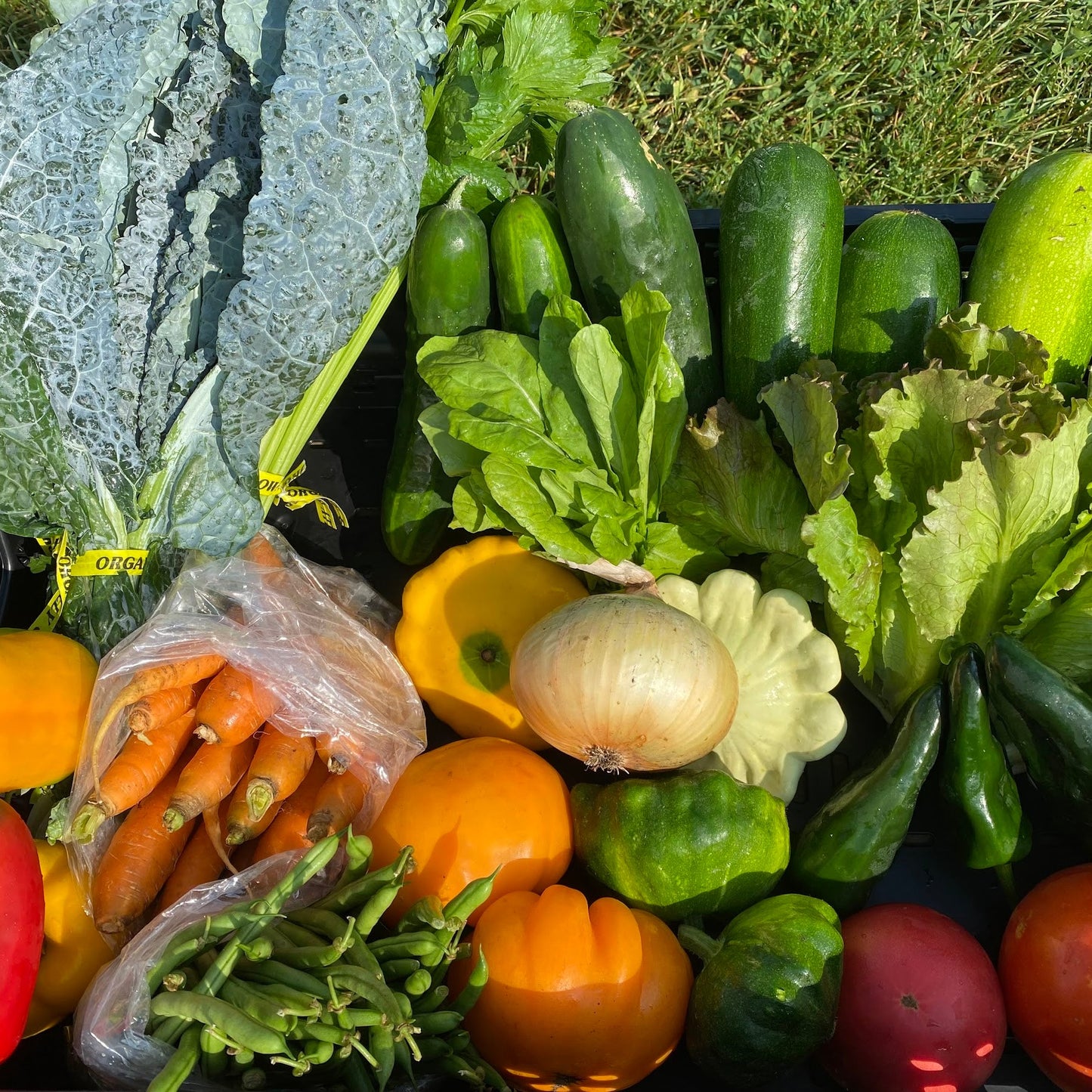 Summer Vegetables (2026)