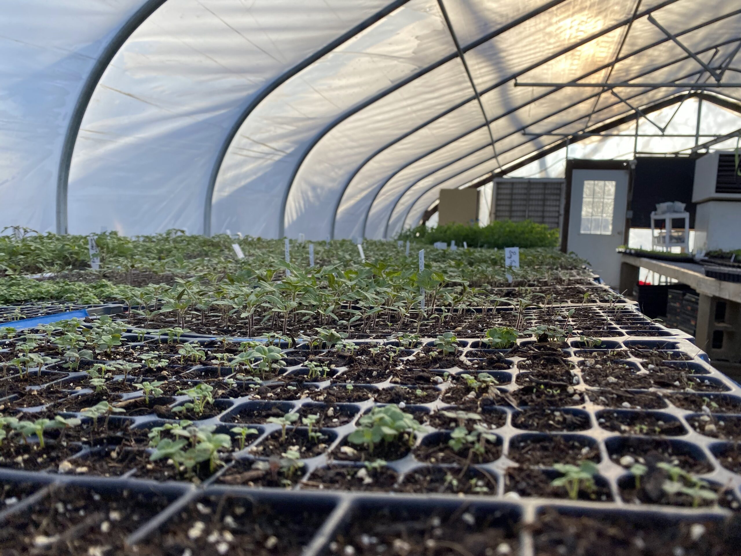 seedlings in greenhouse